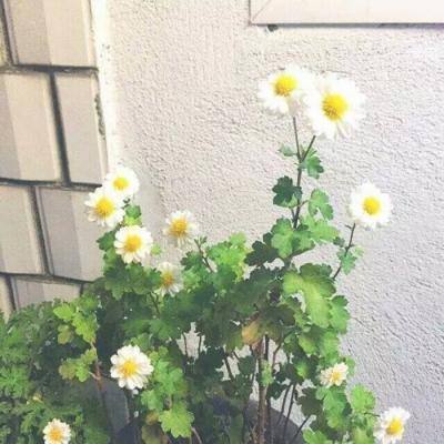 拆文解字手机版下载
